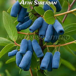 Afin Siberian