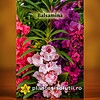 Balsamina, 0,7g