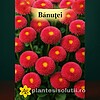Banutei