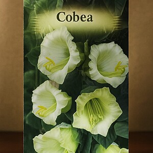 Cobea, 3sem.