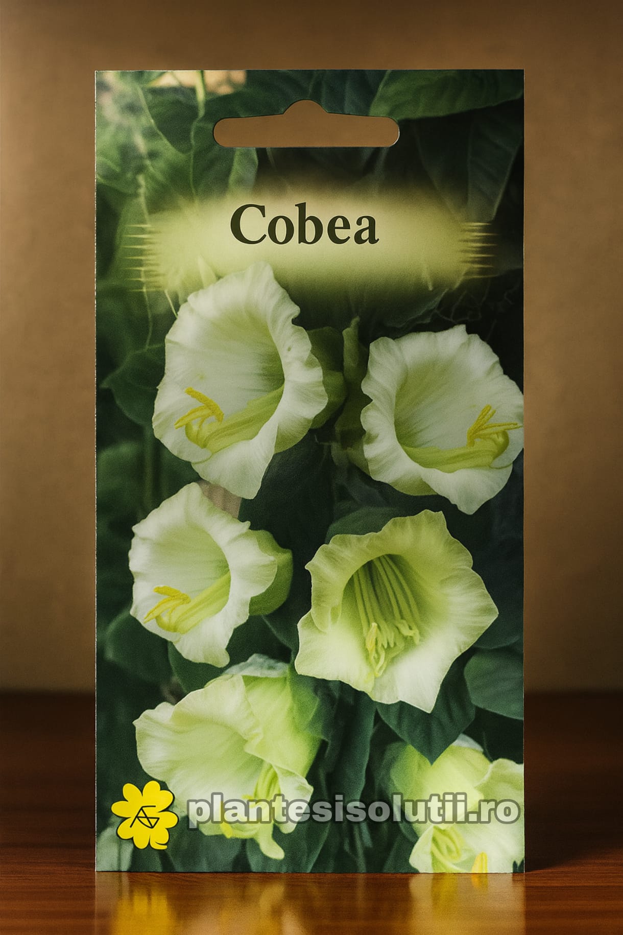 Cobea, 3sem.
