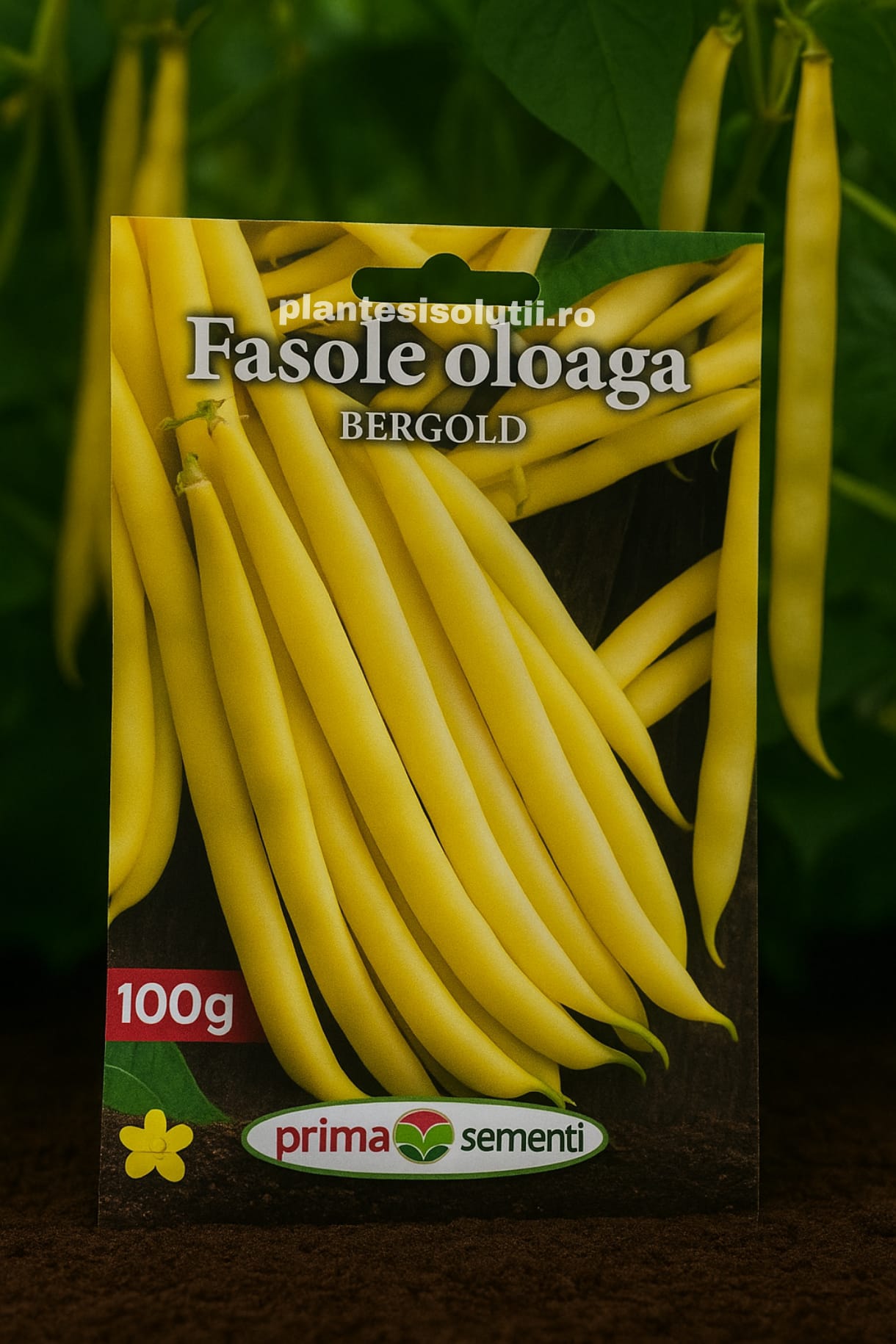 Fasole Oloaga Bergold