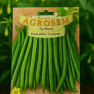 Fasole fideluta verde pitică-Contender 50 gr