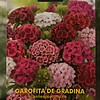 Garofita de gradina
