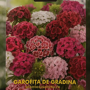 Garofita de gradina