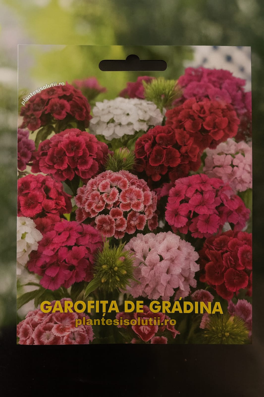 Garofita de gradina Garofita de gradina