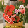 Garofite chinezesti