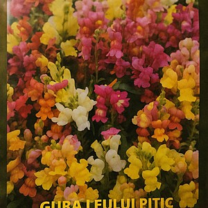 Gura Leului Pitic 0,4