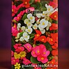 Begonia, 0,01g