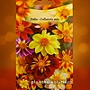 Dalia - Collarette Mix, 0,3g