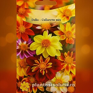 Dalia - Collarette Mix, 0,3g