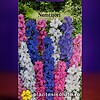 Nemțișori – Delphinium consolida, 0,4g