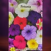 Petunia – 0,1g