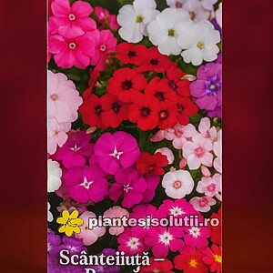Scanteiuta - Brumarea, 0,3g