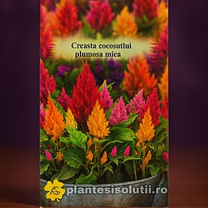 Creasta Cocosului Plumosa Mica, 0,3g