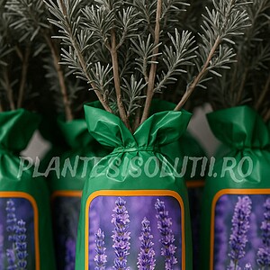 Lavanda