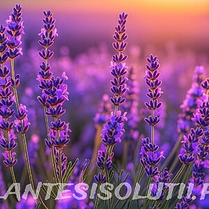 Lavanda