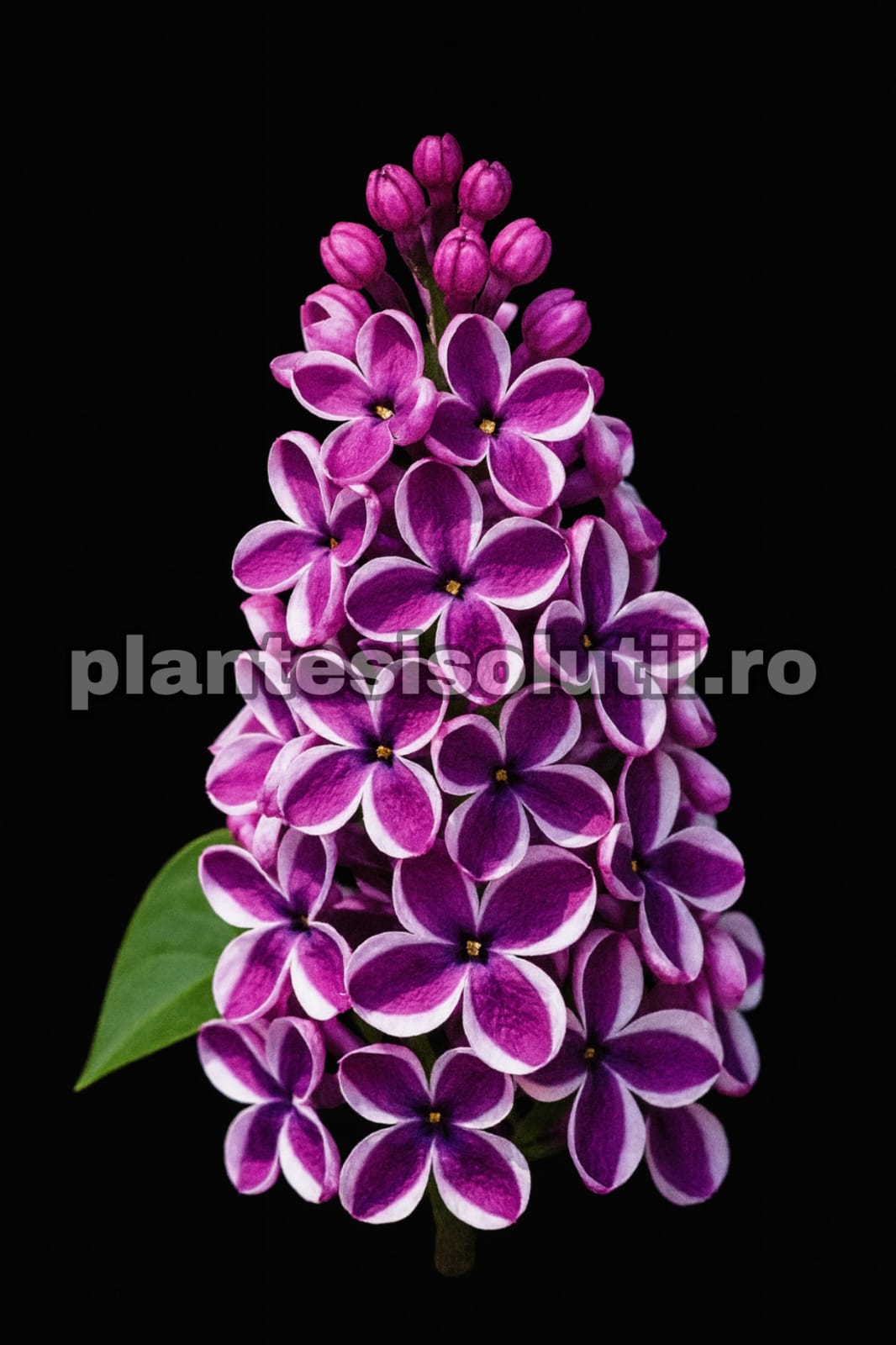 Liliac Blue Sensations Inaltime 50-120 cm