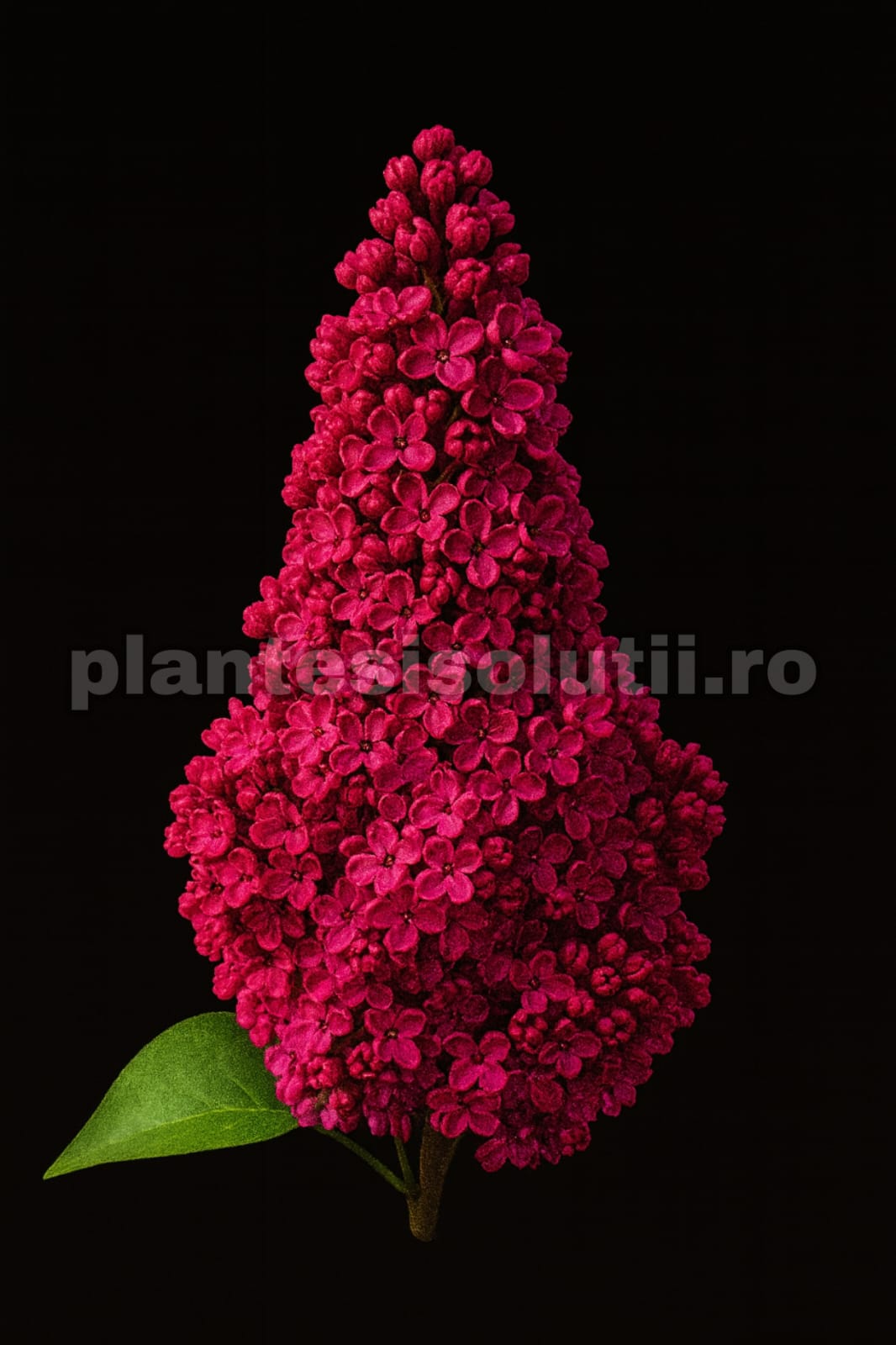 Liliac Indian Rosu Lagerstroemia Indica