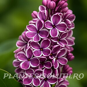 Liliac Sensation