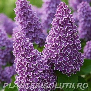 Liliac Sensation
