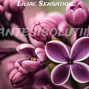 Liliac Sensation