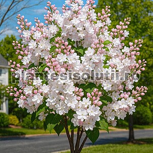 Liliac Snow&Blush Alb Cu Nuante Roz Inaltime 50-70cm
