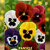 Pansele (Viola dei Pensiero)