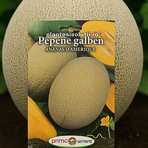 Pepene Galben Ananas D Amerique