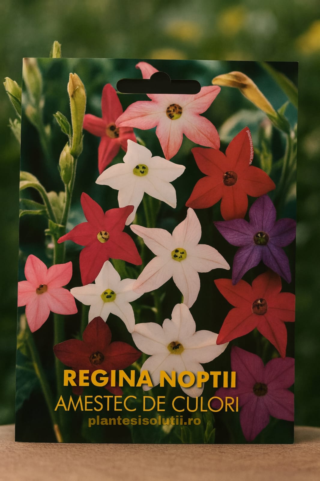 Regina Noptii Amestec de culori Regina Noptii Amestec de culori