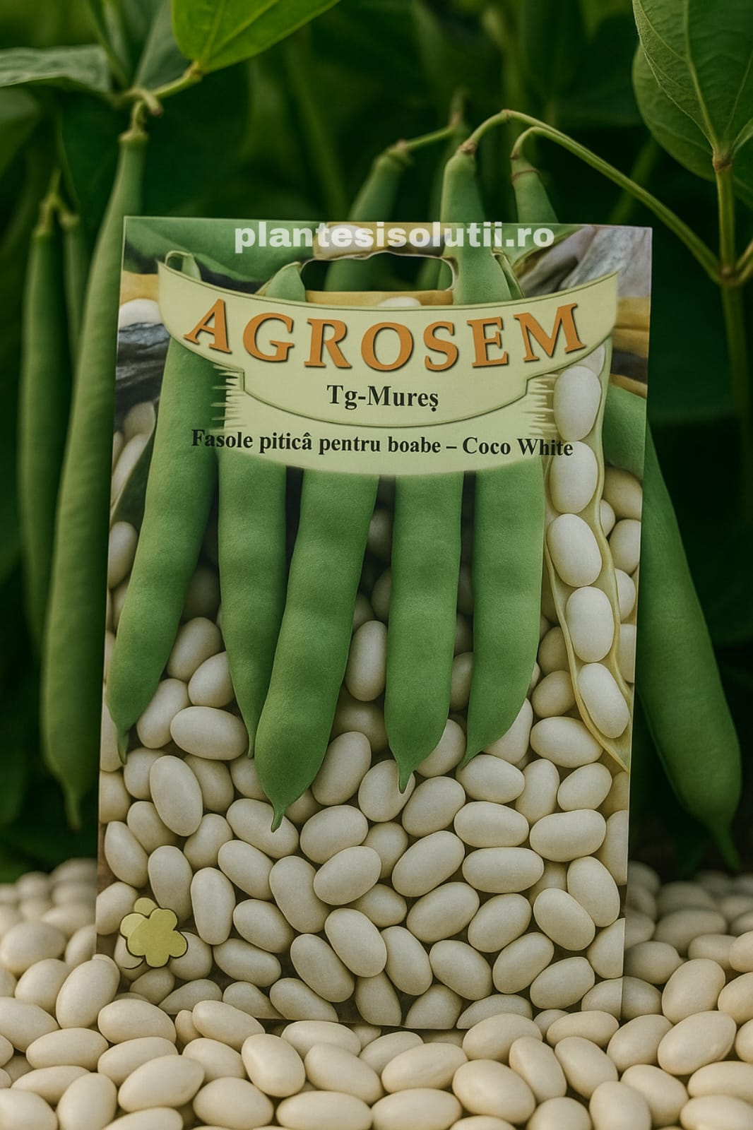 Seminte Fasole pitica boabe Coco White Seminte Fasole pitica boabe Coco White