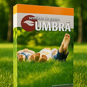 Semințe Gazon Umbră