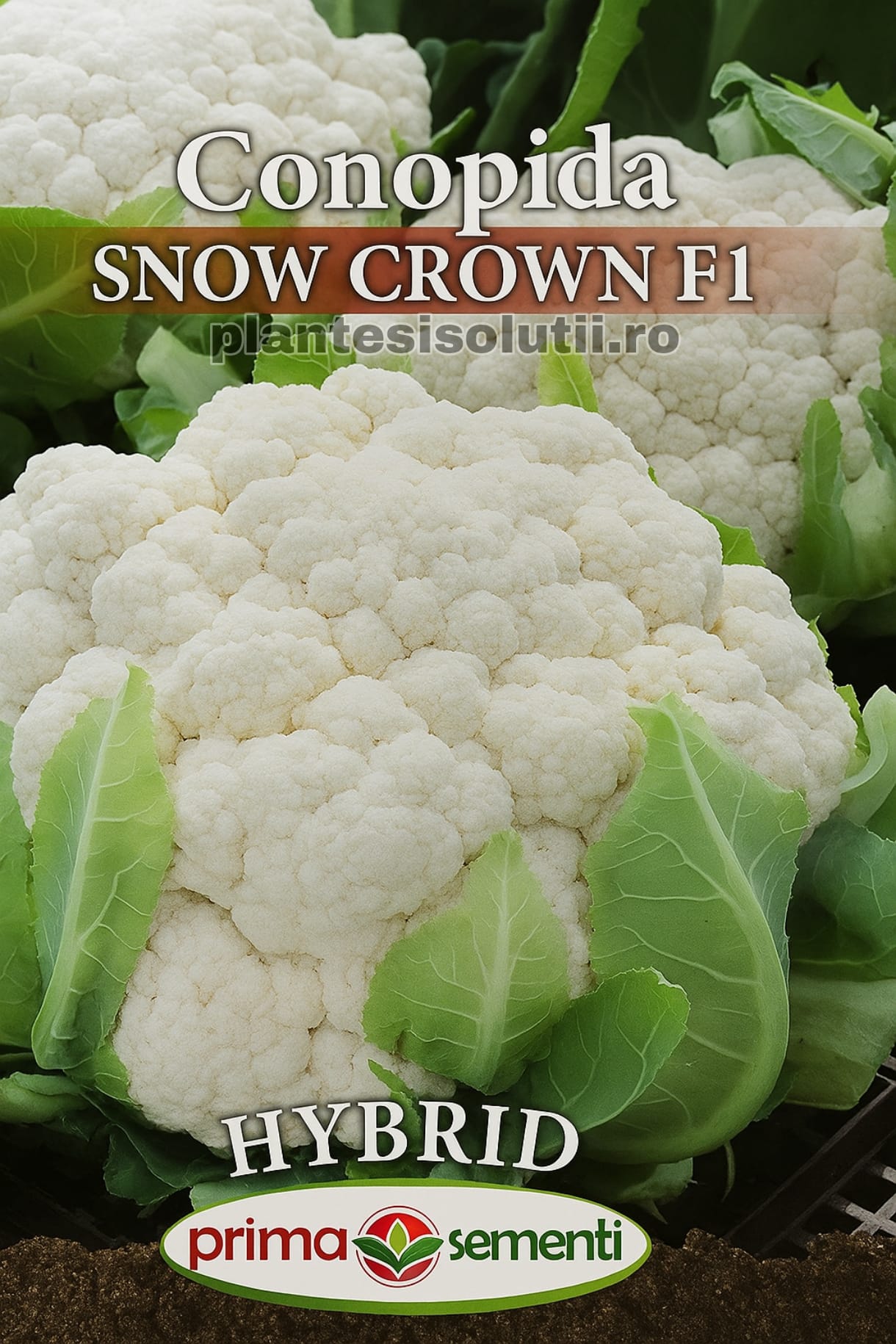 Seminte de Conopida Snow Crown F1 Seminte de Conopida Snow Crown F1