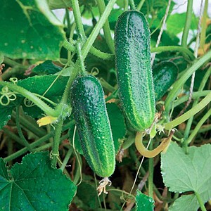 Seminte de castraveti Mirabelle F1