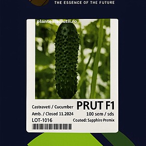 Seminte de castraveti Prut F1