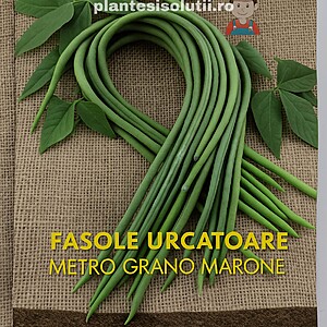 Seminte de fasole urcatoare Metro Grano Marrone