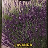 Lavanda