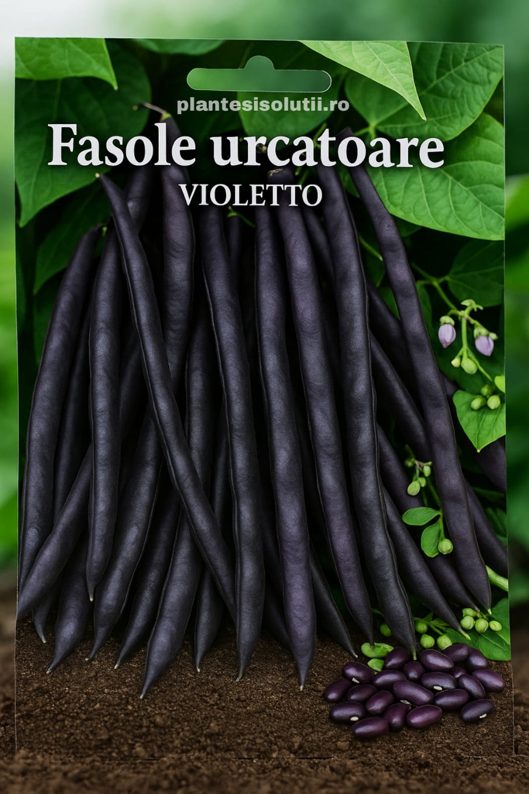 Semințe fasole urcătoare Violetto Seminte de fasole urcatoare, Violetto