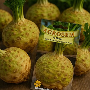 Seminte Telina De Radacina - Gigante di Praga, 8g, aproximativ 3.000sem