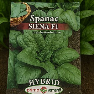 Spanac Siena F1