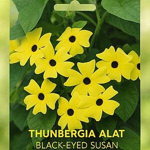 Suzana cu ochi negri (Black-Eyed Susan)