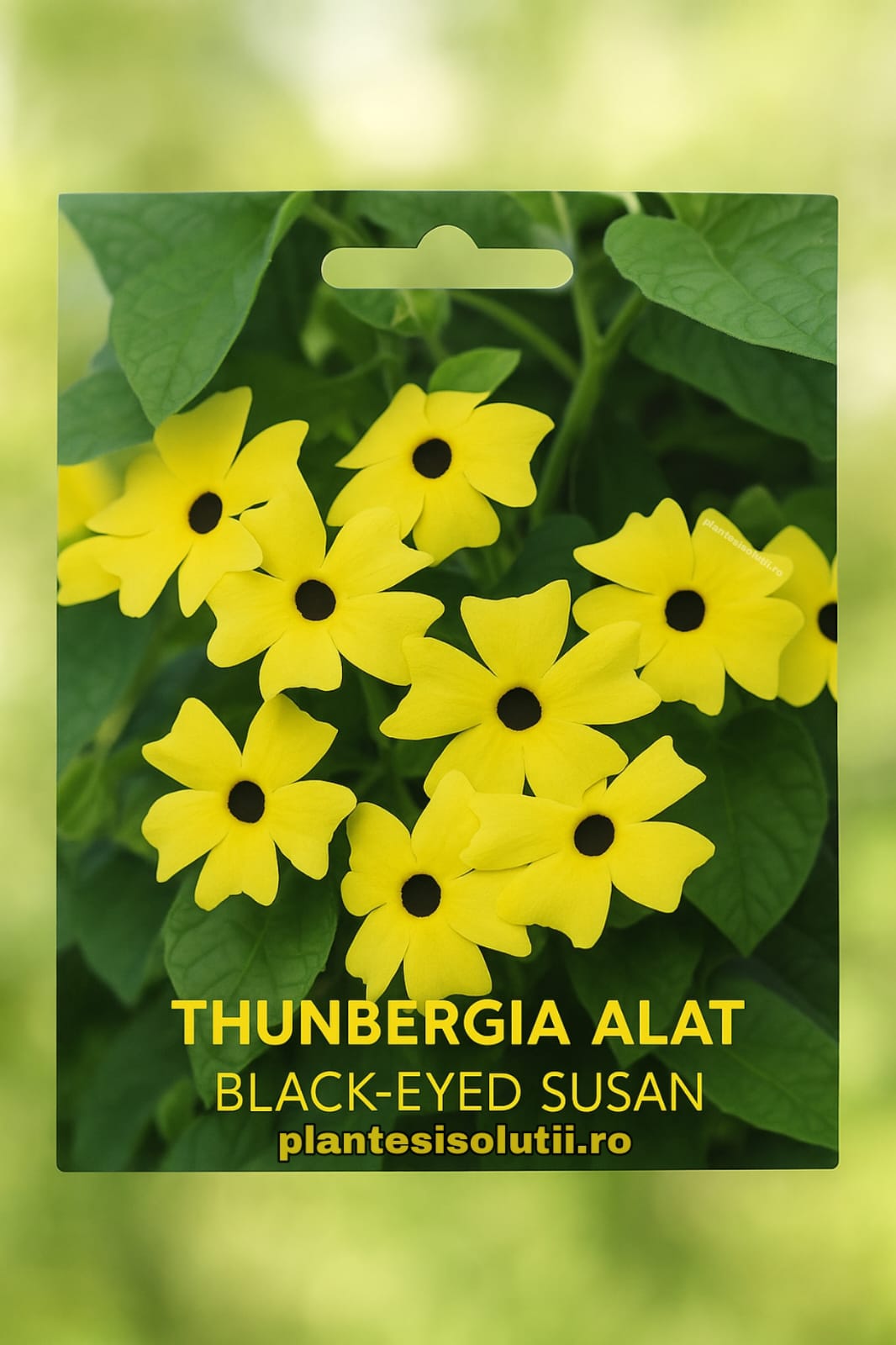 Suzana cu ochi negri (Black-Eyed Susan) Suzana cu ochi negri (Black-Eyed Susan)