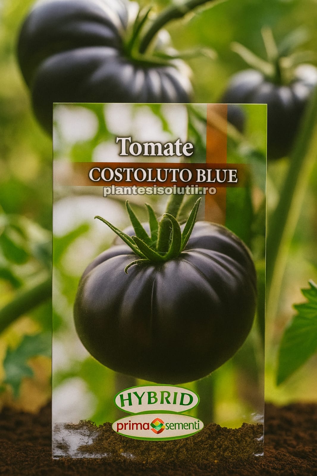 Tomaste costoluto blue