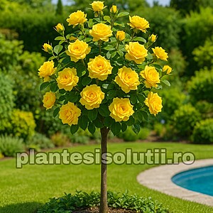 Trandafir Pomisor Sunny Knockout Ghiveci 5L Inaltime 1,50cm