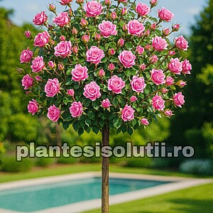 Trandafir Pomisor Tom-Tom Roz Ghiveci 5L Inaltime 1,50cm