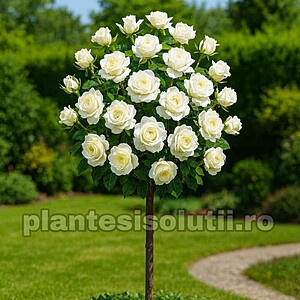 Trandafir Pomisor White Avalanche Ghiveci 5L Inaltime 1,50cm