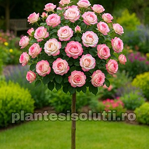 Trandafir Pomișor „Knock Out”Roz Bicolor Ghiveci 5L Inaltime 1,50cm