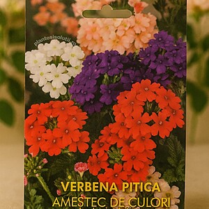 verbena