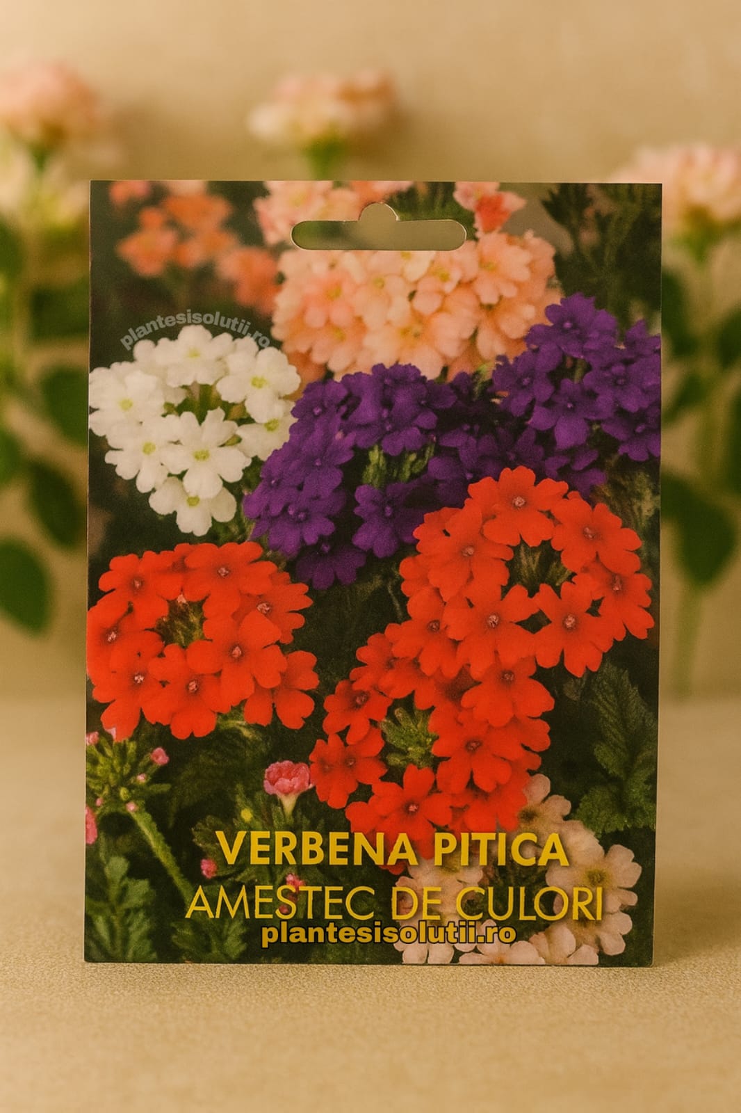 Verbena pitica verbena