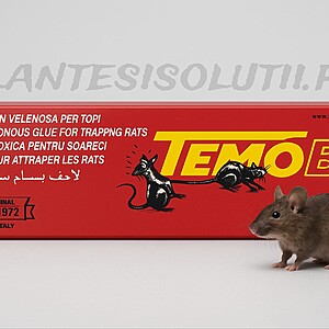 Lipici netoxic pentru șoareci